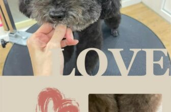 [🆕🇻🇳] Quạo pet store – pet shop and spa, grooming 🐶🦜 Top1Pets 🐱🐠 Shop em làm xuyên lễ ạ
, shares-0✔️ , likes-2❤️️ , date-2025-09-01 22:31:52🐶🐱🇻🇳🇻🇳🇻🇳📰🆕