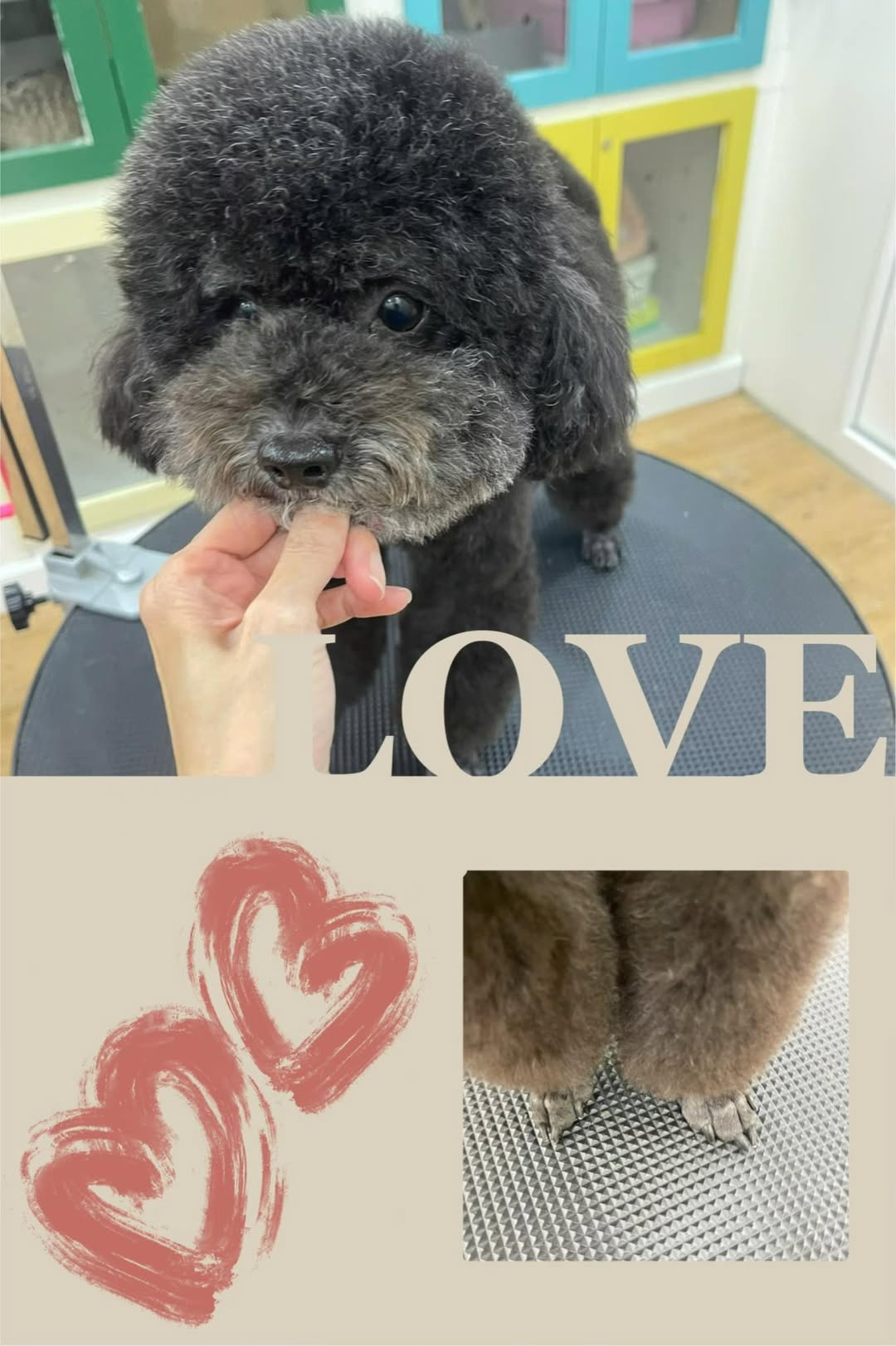 [🆕🇻🇳] Quạo pet store – pet shop and spa, grooming 🐶🦜 Top1Pets 🐱🐠 Shop em làm xuyên lễ ạ
, shares-0✔️ , likes-2❤️️ , date-2025-09-01 22:31:52🐶🐱🇻🇳🇻🇳🇻🇳📰🆕