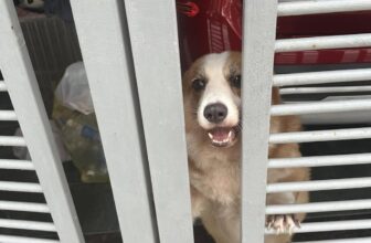 [🆕🇻🇳] Tít Pet Shop – Spa & Hotel Thú Cưng 🐶🦜 Top1Pets 🐱🐠 Con Sen đón rồi…. Đi tắm thôi
, shares-0✔️ , likes-4❤️️ , date-2025-08-20 23:09:50🐶🐱🇻🇳🇻🇳🇻🇳📰🆕