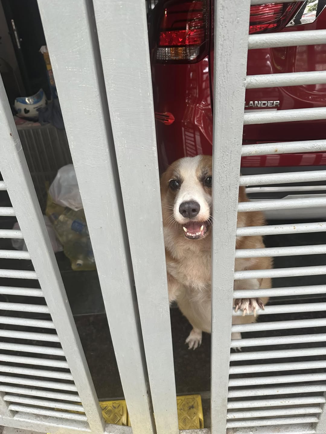 [🆕🇻🇳] Hello PetFood Việt Nam – Nhà phân phối thức ăn cho chó mèo – Pate dành cho chó và mèo 🐶🦜 Top1Pets 🐱🐠  Hellocat – Trọn bộ sản phẩm chăm sóc mèo yêu toàn diện
Nuôi mèo không chỉ là cho ăn, mà là mang đến cho “boss” một cuộc sống khỏe mạnh, thoải mái và tràn , shares-0✔️ , likes-1❤️️ , date-2025-08-20 23:07:10🐶🐱🇻🇳🇻🇳🇻🇳📰🆕