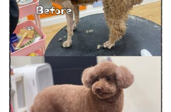 [🆕🇻🇳] Quạo pet store – pet shop and spa, grooming 🐶🦜 Top1Pets 🐱🐠  SPA CHÓ MÈO – ĐỂ BOSS YÊU LUÔN SẠCH THƠM, KHỎE MẠNHBạn có biết? Lông rối, móng dài, tai bẩn… đều khiến thú cưng khó chịu và dễ sinh bệnh .
Tại Quạo pe , shares-1✔️ , likes-14❤️️ , date-2025-08-25 01:45:00🐶🐱🇻🇳🇻🇳🇻🇳📰🆕