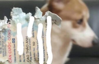 [🆕🇻🇳] Lino Pet – Cắt Tỉa Lông, Làm Đẹp, Chăm Sóc và Phụ Kiện Thú Cưng 🐶🦜 Top1Pets 🐱🐠 Kể cho bạn bè răng: tôi bị một con cờ hó tước quyền công dân nhưng không ai tin tôi cả
, shares-1✔️ , likes-1❤️️ , date-2025-08-23 20:14:49🐶🐱🇻🇳🇻🇳🇻🇳📰🆕