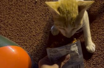 [🆕🇻🇳] Tít Pet Shop – Spa & Hotel Thú Cưng 🐶🦜 Top1Pets 🐱🐠 Em đi lạc hơn 1 tháng trộm vía nay em đã được người nhận nuôi nhập về khẩu ở Gia Lâm  , shares-0✔️ , likes-4❤️️ , date-2025-08-23 06:07:22🐶🐱🇻🇳🇻🇳🇻🇳📰🆕