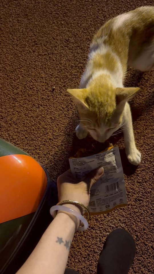 [🆕🇻🇳] An Việt Tiến 🐶🦜 Top1Pets 🐱🐠 𝑪𝒂́𝒕 𝒕𝒓𝒂̆́𝒏𝒈 𝑻𝒉𝒐̂̉ 𝑵𝒉𝒊̃ 𝑲𝒚̀ 𝑷𝒓𝒐𝒄𝒉𝒐𝒊𝒄𝒆
Bentonitte trắng chất lượng cao, cho khả năng kiểm soát mùi và thấm hút vượt trội.
99,9% không bụi
Lưu hương lâu và , shares-0✔️ , likes-0❤️️ , date-2025-08-23 15:51:18🐶🐱🇻🇳🇻🇳🇻🇳📰🆕