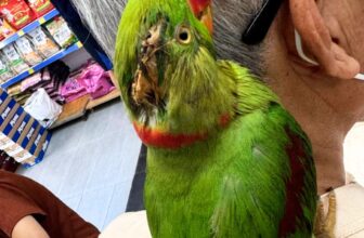 [🆕🇻🇳] Phòng Khám Thú Y Tên Lửa  (Veterinary Clinic Rocket) 🐶🦜 Top1Pets 🐱🐠  Một “khách hàng đặc biệt” tại Thú Y Tên Lửa: Bé vẹt má vàng bị chấn thương đầu dẫn đến bể xương sọ. Bé đã được đội ngũ bác sĩ phẫu thuật may vết thương và , shares-1✔️ , likes-28❤️️ , date-2025-08-21 23:47:57🐶🐱🇻🇳🇻🇳🇻🇳📰🆕