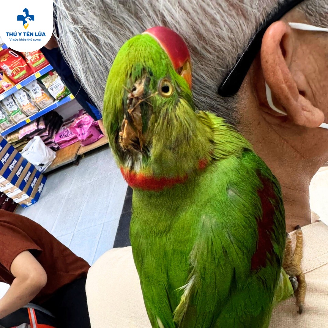 [🆕🇻🇳] Phòng Khám Thú Y Tên Lửa  (Veterinary Clinic Rocket) 🐶🦜 Top1Pets 🐱🐠  Một “khách hàng đặc biệt” tại Thú Y Tên Lửa: Bé vẹt má vàng bị chấn thương đầu dẫn đến bể xương sọ. Bé đã được đội ngũ bác sĩ phẫu thuật may vết thương và , shares-1✔️ , likes-28❤️️ , date-2025-08-21 23:47:57🐶🐱🇻🇳🇻🇳🇻🇳📰🆕