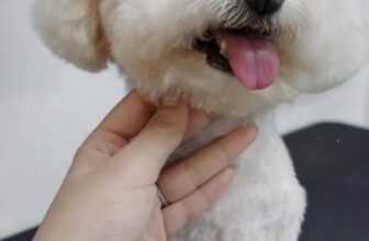 [🆕🇻🇳] Mango Petshop – Spa & Hotel 🐶🦜 Top1Pets 🐱🐠 Có lúc này thì cũng có lúc kiaaa…
Anh em tránh ra để tui biến hìnhhMango Petshop – Spa & Hotel
Địa chỉ:
Cơ sở 01: 75 ngõ 68 Xuân Thuỷ, Cầu Giấy, HN
C , shares-0✔️ , likes-4❤️️ , date-2025-08-24 05:54:32🐶🐱🇻🇳🇻🇳🇻🇳📰🆕