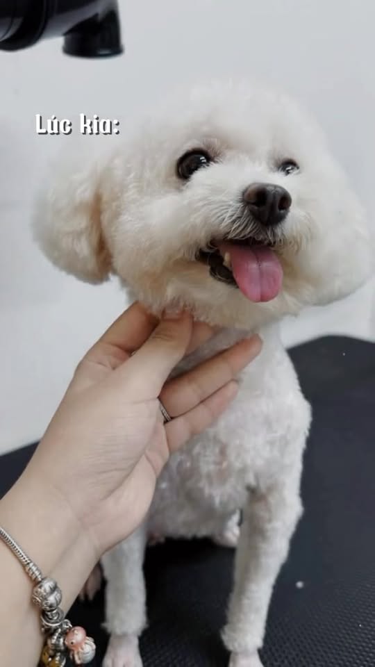 [🆕🇻🇳] Mango Petshop – Spa & Hotel 🐶🦜 Top1Pets 🐱🐠 Có lúc này thì cũng có lúc kiaaa…
Anh em tránh ra để tui biến hìnhhMango Petshop – Spa & Hotel
Địa chỉ:
Cơ sở 01: 75 ngõ 68 Xuân Thuỷ, Cầu Giấy, HN
C , shares-0✔️ , likes-4❤️️ , date-2025-08-24 05:54:32🐶🐱🇻🇳🇻🇳🇻🇳📰🆕