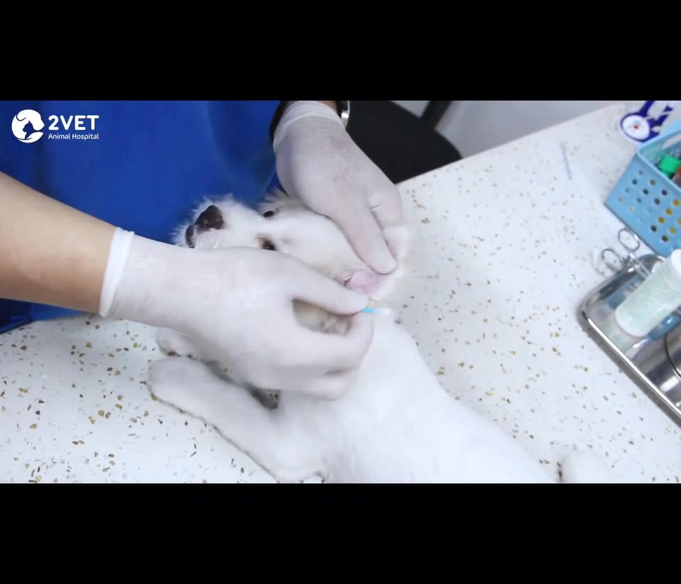 [🆕🇻🇳] Bệnh Viện Thú Y Kinh Bắc Hà Đông 🐶🦜 Top1Pets 🐱🐠 2Vet ơi tai bé nhà em bẩn lắm, bẩn cứ đen đen ý
Viện ơi, con nhà em gãi tai suốt thôi
Sốp ơi, hôm qua em mới lau tai cho con nhà em xong mà nay đã bẩn lạ , shares-0✔️ , likes-0❤️️ , date-2025-09-01 17:12:03🐶🐱🇻🇳🇻🇳🇻🇳📰🆕