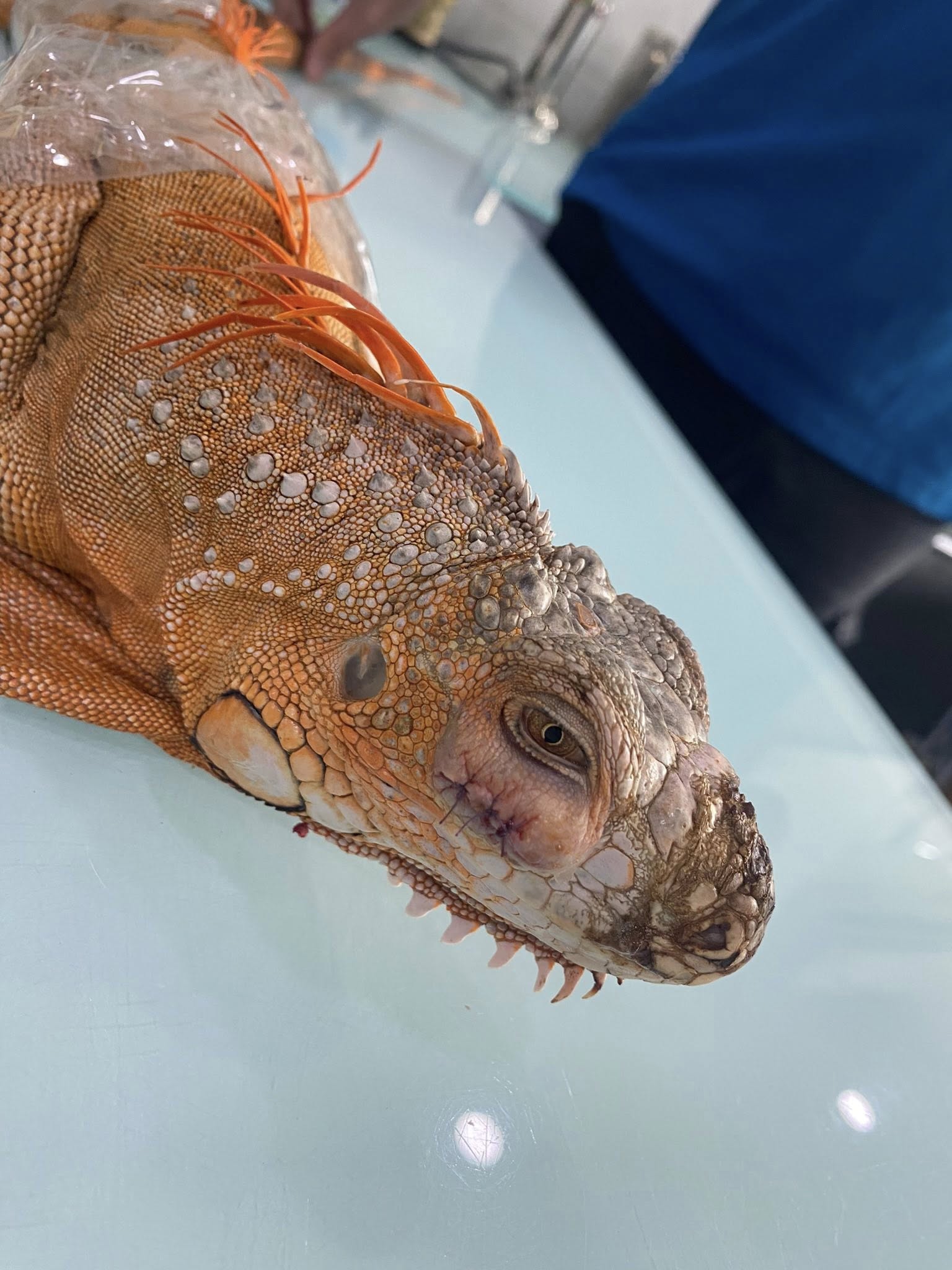 [🆕🇻🇳] Luxury Pet Shop – Luxury Pet Grooming Academy 🐶🦜 Top1Pets 🐱🐠  𝑻𝒖𝒚𝒆̂̉𝒏 𝒔𝒊𝒏𝒉 𝒌𝒉𝒐𝒂́ 𝒉𝒐̣𝒄 𝒄𝒂̆́𝒕 𝒕𝒊̉𝒂 𝒍𝒐̂𝒏𝒈 𝒕𝒉𝒖́ 𝒄𝒖̛𝒏𝒈 𝒄𝒉𝒖𝒚𝒆̂𝒏 𝒏𝒈𝒉𝒊𝒆̣̂𝒑Giáo trình đầy đủ, chuyên nghiệp, bài bản được cập nhật liên tục.
Cơ sở đào tạo  , shares-0✔️ , likes-20❤️️ , date-2025-08-24 22:31:41🐶🐱🇻🇳🇻🇳🇻🇳📰🆕