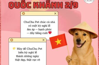 [🆕🇻🇳] ChuChu Pet 🐶🦜 Top1Pets 🐱🐠  CHUCHU PET MỪNG QUỐC KHÁNH 2/9Ngày lễ Quốc Khánh là dịp cả nhà được nghỉ ngơi, sum vầy bên nhau. Và ở ChuChu Pet, tụi mình cũng mong rằng không chỉ con , shares-0✔️ , likes-1❤️️ , date-2025-09-02 15:30:09🐶🐱🇻🇳🇻🇳🇻🇳📰🆕