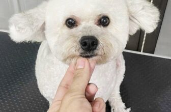 [🆕🇻🇳] Samii Petshop – Tiệm làm đẹp thú cưng 🐶🦜 Top1Pets 🐱🐠 Dịp lễ Quốc Khánh 2/9 các dịch vụ của Samii làm việc bình thường : bán hàng , spa , lưu trú ( gửi từ 5 ngày tặng combo tắm ). Ba mẹ inbox đặt lịch ngay cho , shares-1✔️ , likes-0❤️️ , date-2025-08-30 03:03:27🐶🐱🇻🇳🇻🇳🇻🇳📰🆕