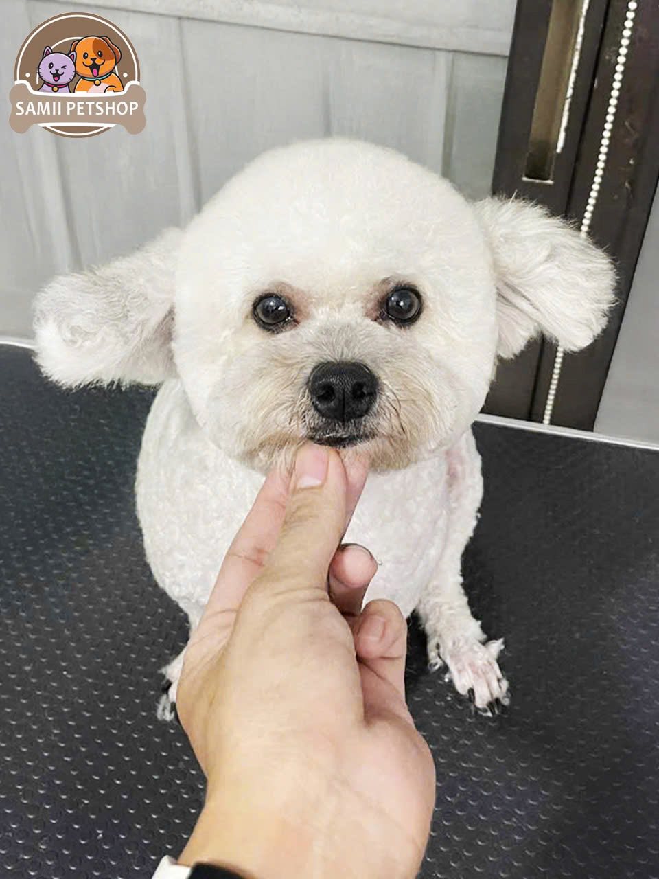 [🆕🇻🇳] Samii Petshop – Tiệm làm đẹp thú cưng 🐶🦜 Top1Pets 🐱🐠 Dịp lễ Quốc Khánh 2/9 các dịch vụ của Samii làm việc bình thường : bán hàng , spa , lưu trú ( gửi từ 5 ngày tặng combo tắm ). Ba mẹ inbox đặt lịch ngay cho , shares-1✔️ , likes-0❤️️ , date-2025-08-30 03:03:27🐶🐱🇻🇳🇻🇳🇻🇳📰🆕