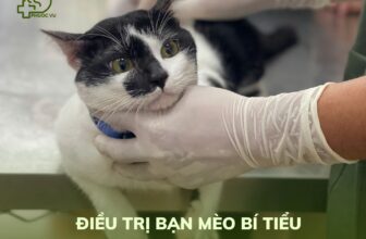 [🆕🇻🇳] Phòng Khám Thú Y Phước Vũ – Bình Dương 🐶🦜 Top1Pets 🐱🐠 CASE ĐIỀU TRỊ MÈO BỊ KHÓ TIỂU
– Bé được triệt sản trước đó tại cơ sở khác và đến tụi mình cắt chỉ. Nhưng trong quá trình thăm khám bác sĩ và bạn chủ trao đ , shares-2✔️ , likes-5❤️️ , date-2025-08-31 22:50:20🐶🐱🇻🇳🇻🇳🇻🇳📰🆕