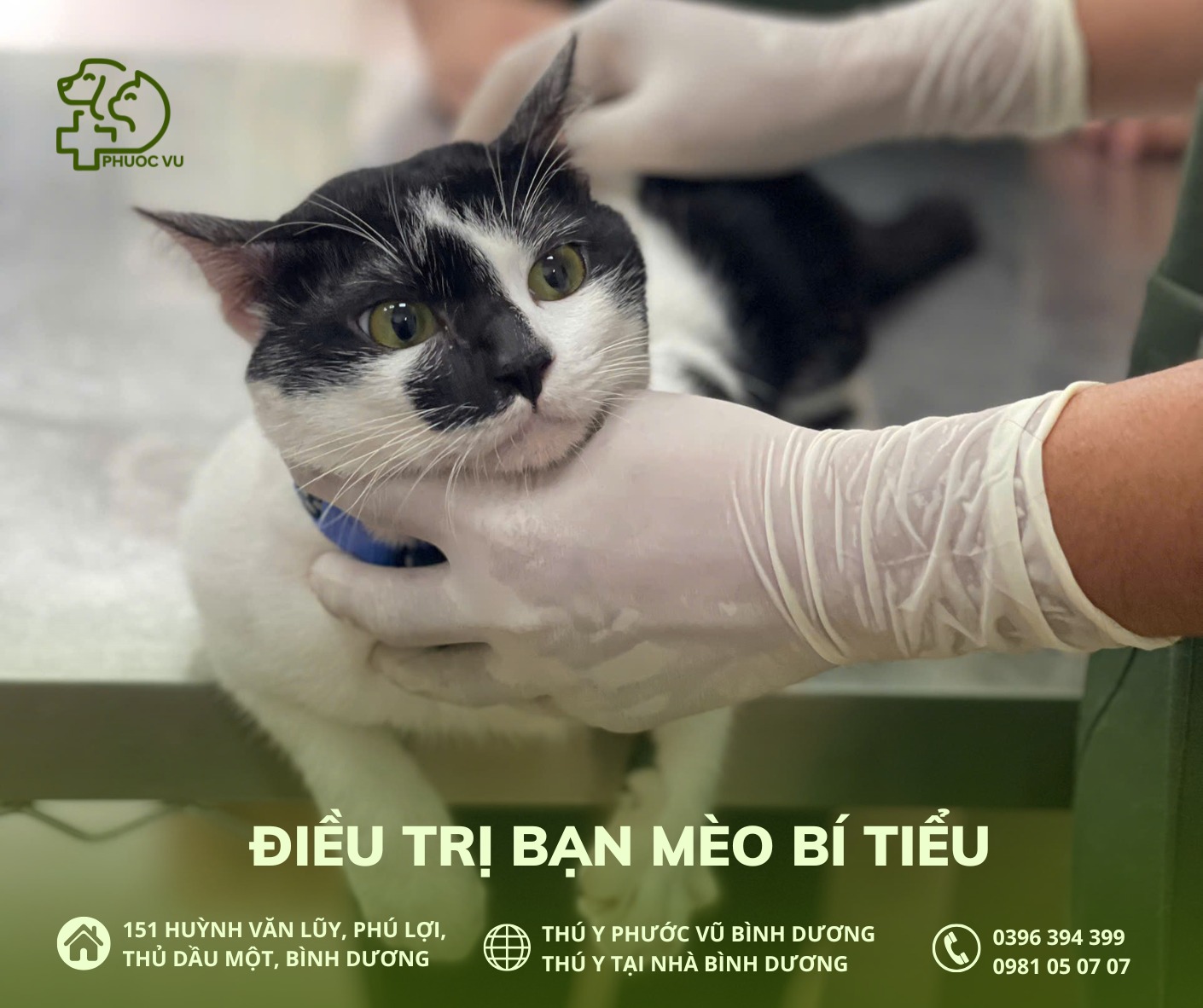 [🆕🇻🇳] Tran pet – Dịch vụ thú cưng 🐶🦜 Top1Pets 🐱🐠  QUỐC KHÁNH 2/9 – BIẾN HÌNH CHO BOSS CÚN CỰC XINH ĐẸP TẠI TRANPETNgày lễ lớn đang đến thật gần rồi! Bạn đã chuẩn bị cho bé cún nhà mình một diện mạo thậ , shares-0✔️ , likes-0❤️️ , date-2025-08-31 17:29:28🐶🐱🇻🇳🇻🇳🇻🇳📰🆕