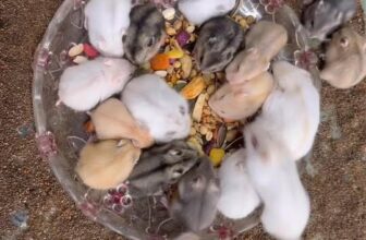 [🆕🇻🇳] Hamster Đông Anh – Chuyên cung cấp sỉ, lẻ hamster, phụ kiện, đồ chơi, lồng chuồng 🐶🦜 Top1Pets 🐱🐠 Winter white em lại đủ màu rồi nhé ạ. Lễ khách qua em đón các bé nhé ạ  , shares-0✔️ , likes-1❤️️ , date-2025-08-31 03:10:54🐶🐱🇻🇳🇻🇳🇻🇳📰🆕