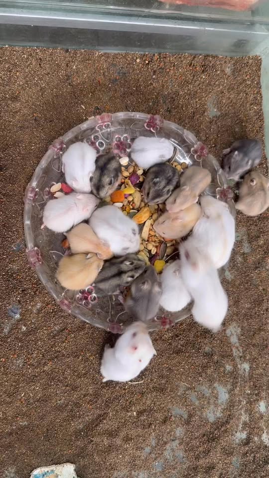 [🆕🇻🇳] Hamster Đông Anh – Chuyên cung cấp sỉ, lẻ hamster, phụ kiện, đồ chơi, lồng chuồng 🐶🦜 Top1Pets 🐱🐠 Winter white em lại đủ màu rồi nhé ạ. Lễ khách qua em đón các bé nhé ạ  , shares-0✔️ , likes-1❤️️ , date-2025-08-31 03:10:54🐶🐱🇻🇳🇻🇳🇻🇳📰🆕