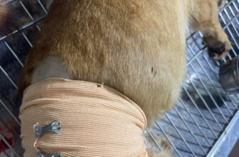 [🆕🇻🇳] Bệnh Viện Thú Y Tây Bắc 🐶🦜 Top1Pets 🐱🐠 2 ca xử lý GIÒI trong ngày.
– 1 cún Husky bị loét móng chân k để ý 3 hôm lên Giòi ngay, để càng lâu càng loét rộng.
– 1 cún lai đi cắn nhau chỉ 1 lỗ nhỏ tr , shares-3✔️ , likes-4❤️️ , date-2025-08-28 05:34:48🐶🐱🇻🇳🇻🇳🇻🇳📰🆕