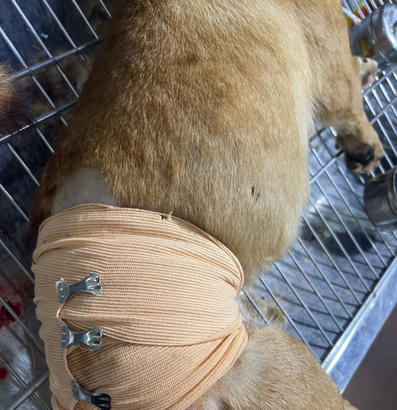 [🆕🇻🇳] Bệnh Viện Thú Y TH Vet Hospital 🐶🦜 Top1Pets 🐱🐠  Có những “em bé bốn chân” đáng yêu đến lạ…
Chú chó nhỏ này đang điều trị tại THvet, dù rất thèm ăn nhưng lại cứ lắc lư, ngó nghiêng rồi chờ… phải có bác s , shares-0✔️ , likes-0❤️️ , date-2025-08-28 07:55:06🐶🐱🇻🇳🇻🇳🇻🇳📰🆕