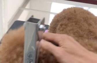 [🆕🇻🇳] BONA PET – Spa thú cưng 🐶🦜 Top1Pets 🐱🐠  , shares-0✔️ , likes-0❤️️ , date-2025-09-01 19:20:24🐶🐱🇻🇳🇻🇳🇻🇳📰🆕