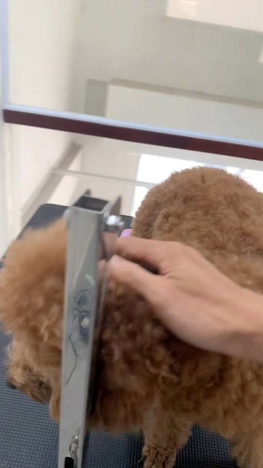 [🆕🇻🇳] Đảo Thú Cưng – Long Thành 🐶🦜 Top1Pets 🐱🐠  𝑀𝑜̣̂𝑡 𝑛𝑔𝑎̀𝑦 đ𝑎̣̆𝑐 𝑏𝑖𝑒̣̂𝑡 đ𝑒̂̉ 𝑐ℎ𝑢́𝑛𝑔 𝑡𝑎 𝑛ℎ𝑜̛́ 𝑣𝑒̂̀ 𝑙𝑖̣𝑐ℎ 𝑠𝑢̛̉, 𝑡𝑢̛̣ ℎ𝑎̀𝑜 𝑑𝑎̂𝑛 𝑡𝑜̣̂𝑐 𝑣𝑎̀ 𝑡ℎ𝑒̂𝑚 𝑡𝑟𝑎̂𝑛 𝑞𝑢𝑦́ 𝑐𝑢𝑜̣̂𝑐 𝑠𝑜̂́𝑛𝑔 ℎ𝑜̀𝑎 𝑏𝑖̀𝑛ℎ ℎ𝑜̂𝑚 𝑛𝑎𝑦. ”Đảo Thú Cư , shares-0✔️ , likes-1❤️️ , date-2025-09-01 19:19:12🐶🐱🇻🇳🇻🇳🇻🇳📰🆕