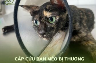 [🆕🇻🇳] Phòng Khám Thú Y Phước Vũ – Bình Dương 🐶🦜 Top1Pets 🐱🐠 CASE CẤP CỨU EM MÈO BỊ THƯƠNG
– Em đến với tụi mình vào ngay ngày lễ 2/9 . Em đi chơi cả sáng, khi về đã mang trên người vết thương khá sâu ngay phần chân , shares-0✔️ , likes-2❤️️ , date-2025-09-15 17:00:43🐶🐱🇻🇳🇻🇳🇻🇳📰🆕