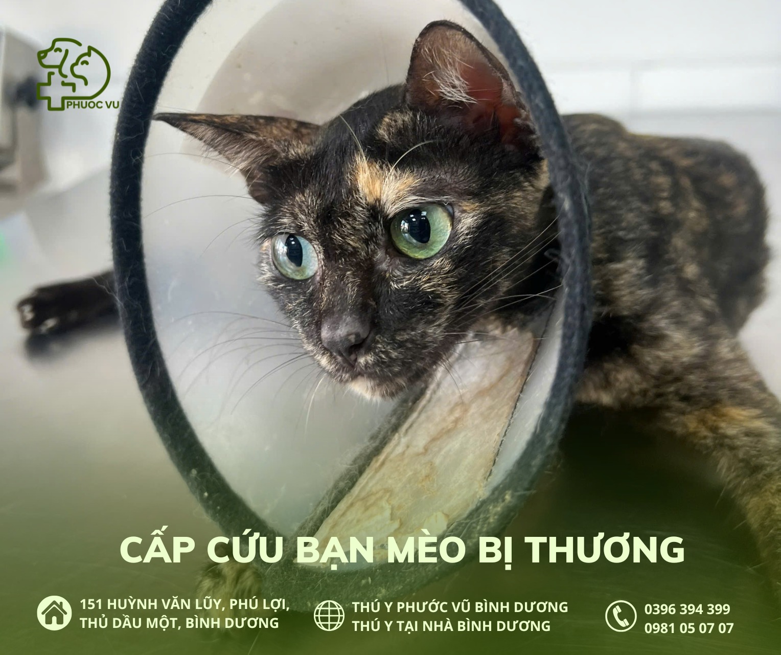 [🆕🇻🇳] Phòng Khám Thú Y Phước Vũ – Bình Dương 🐶🦜 Top1Pets 🐱🐠 CASE CẤP CỨU EM MÈO BỊ THƯƠNG
– Em đến với tụi mình vào ngay ngày lễ 2/9 . Em đi chơi cả sáng, khi về đã mang trên người vết thương khá sâu ngay phần chân , shares-0✔️ , likes-2❤️️ , date-2025-09-15 17:00:43🐶🐱🇻🇳🇻🇳🇻🇳📰🆕