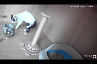 [🆕🇻🇳] ASIA PET Hospital 🐶🦜 Top1Pets 🐱🐠 Oan cho tụi em quá  #AsiaPetHospital #vet #pethotel , shares-0✔️ , likes-13❤️️ , date-2025-09-02 19:42:09🐶🐱🇻🇳🇻🇳🇻🇳📰🆕