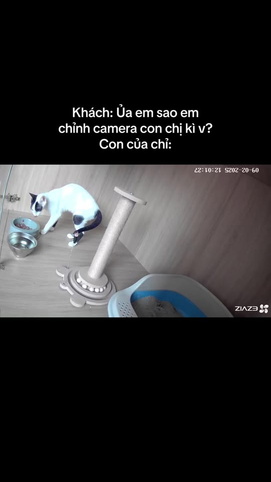 [🆕🇻🇳] ASIA PET Hospital 🐶🦜 Top1Pets 🐱🐠 Oan cho tụi em quá  #AsiaPetHospital #vet #pethotel , shares-0✔️ , likes-13❤️️ , date-2025-09-02 19:42:09🐶🐱🇻🇳🇻🇳🇻🇳📰🆕