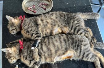 [🆕🇻🇳] Phòng Khám Thú Y Sơn Tây Pet 🐶🦜 Top1Pets 🐱🐠 Ngày làm việc hiệu quả của các Bác Sĩ
Đưa đón các Boss tận nhà ạ!
#mode
#trietsan
, shares-0✔️ , likes-5❤️️ , date-2025-09-04 23:56:01🐶🐱🇻🇳🇻🇳🇻🇳📰🆕