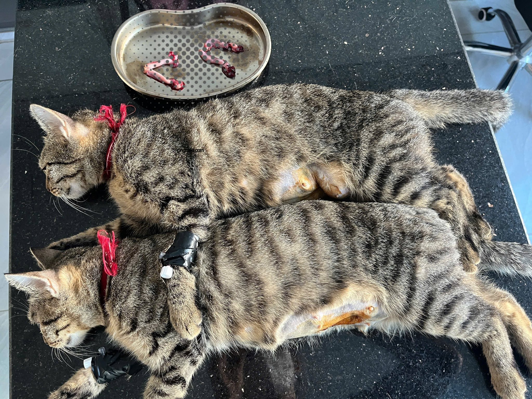 [🆕🇻🇳] Phô Mai Grooming – Tiệm Làm Đẹp Thú Cưng Quận 6  🐶🦜 Top1Pets 🐱🐠 Thấy tụi nó xin ông già noel 1 chân làm kéo xe đi phát quà—————–
Phô Mai luôn công khai khu vực Spa & Grooming của các bé – Không gian mở 10 , shares-0✔️ , likes-14❤️️ , date-2025-12-02 03:56:20🐶🐱🇻🇳🇻🇳🇻🇳📰🆕