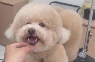 [🆕🇻🇳] Master Pet Grooming Spa & Hotel – Chăm sóc và làm đẹp cho thú cưng 🐶🦜 Top1Pets 🐱🐠  , shares-0✔️ , likes-7❤️️ , date-2025-09-03 22:55:32🐶🐱🇻🇳🇻🇳🇻🇳📰🆕