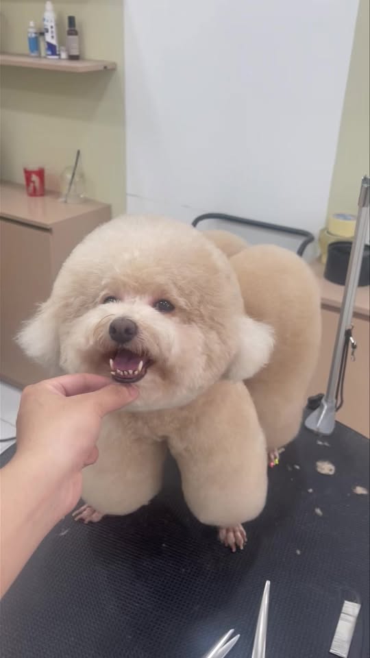 [🆕🇻🇳] Master Pet Grooming Spa & Hotel – Chăm sóc và làm đẹp cho thú cưng 🐶🦜 Top1Pets 🐱🐠  , shares-0✔️ , likes-7❤️️ , date-2025-09-03 22:55:32🐶🐱🇻🇳🇻🇳🇻🇳📰🆕