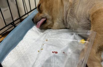 [🆕🇻🇳] Dr.Thảo pet care 🐶🦜 Top1Pets 🐱🐠 Cấp cứu cho ca bé đực tắc tiểu do sỏi , phải mổ gấp chứ không thể chờ qua mai. Cả nhà đều lo lắng cho e, giờ thì thỏa mái đái rồi! :))
𝗗𝗥. 𝗧𝗛𝗔̉𝗢 𝗣𝗘𝗧 𝗖𝗔𝗥𝗘
, shares-0✔️ , likes-10❤️️ , date-2025-09-05 06:37:09🐶🐱🇻🇳🇻🇳🇻🇳📰🆕