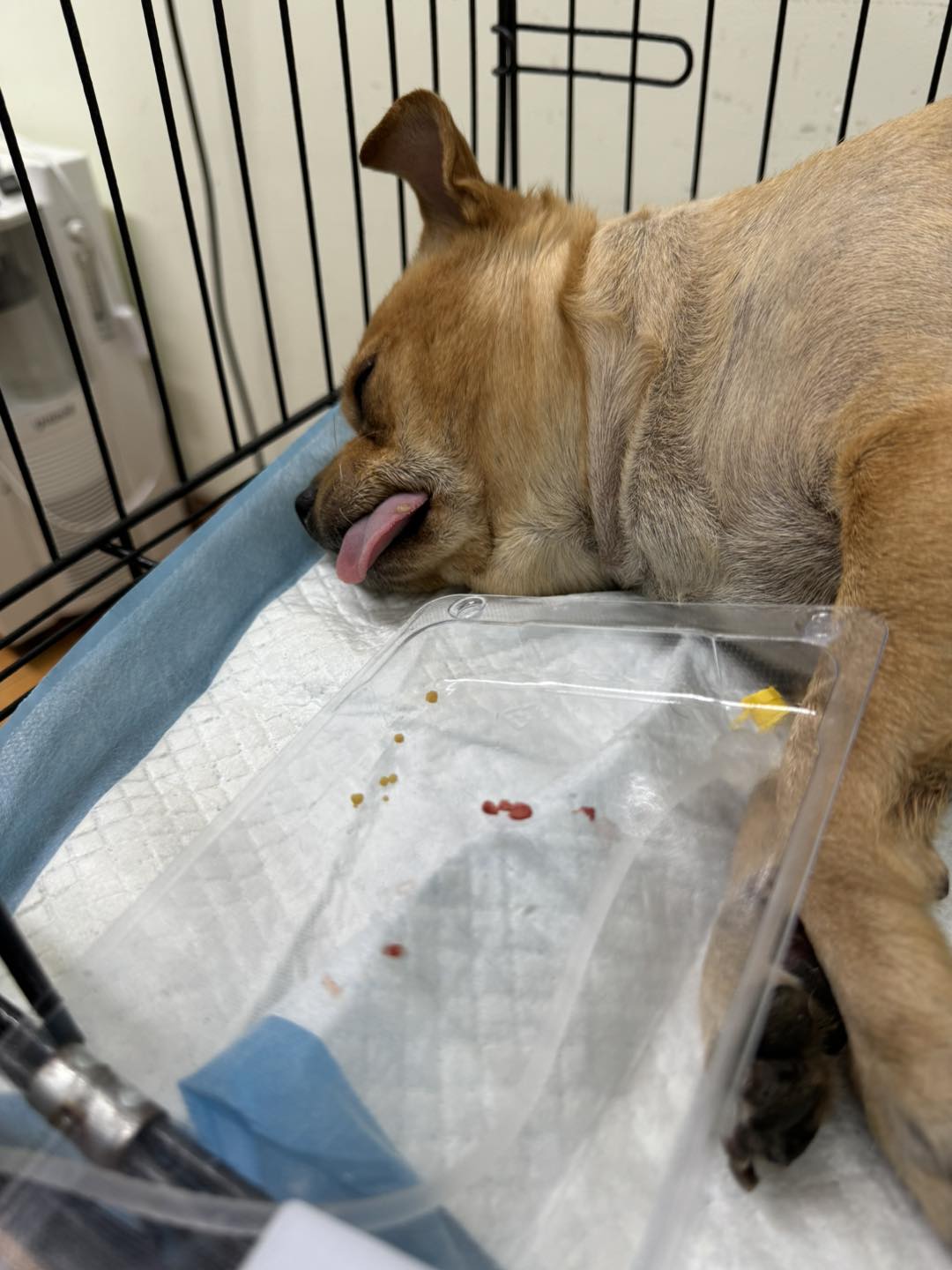 [🆕🇻🇳] Dr.Thảo pet care 🐶🦜 Top1Pets 🐱🐠 Cấp cứu cho ca bé đực tắc tiểu do sỏi , phải mổ gấp chứ không thể chờ qua mai. Cả nhà đều lo lắng cho e, giờ thì thỏa mái đái rồi! :))
𝗗𝗥. 𝗧𝗛𝗔̉𝗢 𝗣𝗘𝗧 𝗖𝗔𝗥𝗘
, shares-0✔️ , likes-10❤️️ , date-2025-09-05 06:37:09🐶🐱🇻🇳🇻🇳🇻🇳📰🆕