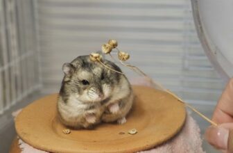 [🆕🇻🇳] Chuột hamster ninh bình  🐶🦜 Top1Pets 🐱🐠 Tại sao hamster hay cắn lồng?
Nhiều người nuôi thấy hamster liên tục cắn song sắt lồng và lo lắng liệu có nguy hiểm không. Thực tế, đây là dấu hiệu hamster , shares-0✔️ , likes-0❤️️ , date-2025-09-09 15:00:05🐶🐱🇻🇳🇻🇳🇻🇳📰🆕