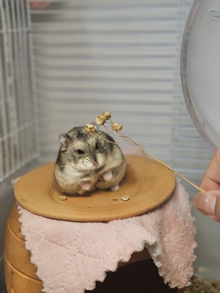 [🆕🇻🇳] Chuột hamster ninh bình  🐶🦜 Top1Pets 🐱🐠 Tại sao hamster hay cắn lồng?
Nhiều người nuôi thấy hamster liên tục cắn song sắt lồng và lo lắng liệu có nguy hiểm không. Thực tế, đây là dấu hiệu hamster , shares-0✔️ , likes-0❤️️ , date-2025-09-09 15:00:05🐶🐱🇻🇳🇻🇳🇻🇳📰🆕