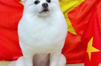 [🆕🇻🇳] Sugar Pie – Spa & Hotel Thú Cưng Cao Cấp 🐶🦜 Top1Pets 🐱🐠 Những vị khách cuối cùng trước kì nghỉ lễ
Các anh chị em nhà Sugar Pie tạm nghỉ ngày Tết Độc Lập 2/9
Hẹn gặp các em cún miu iu vào ngày 3/9 bố mẹ nhé— , shares-0✔️ , likes-1❤️️ , date-2025-09-02 04:46:12🐶🐱🇻🇳🇻🇳🇻🇳📰🆕