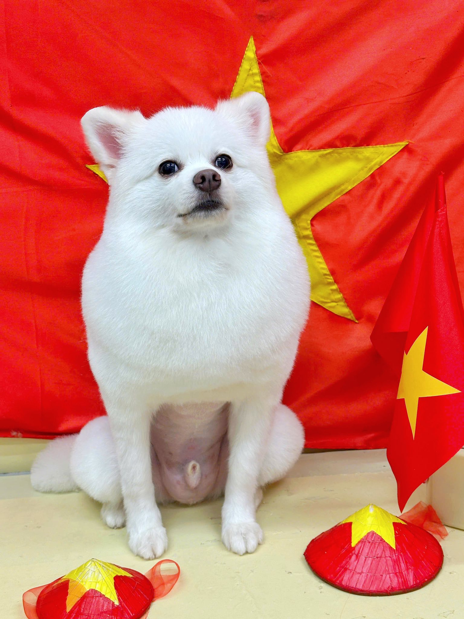 [🆕🇻🇳] Sugar Pie – Spa & Hotel Thú Cưng Cao Cấp 🐶🦜 Top1Pets 🐱🐠 Những vị khách cuối cùng trước kì nghỉ lễ
Các anh chị em nhà Sugar Pie tạm nghỉ ngày Tết Độc Lập 2/9
Hẹn gặp các em cún miu iu vào ngày 3/9 bố mẹ nhé— , shares-0✔️ , likes-1❤️️ , date-2025-09-02 04:46:12🐶🐱🇻🇳🇻🇳🇻🇳📰🆕