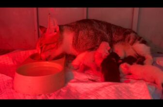 [🆕🇻🇳] Phòng Khám Thú Y S-Pet 🐶🦜 Top1Pets 🐱🐠 Mọi người nô nức kéo vali đi nghỉ lễ…Còn bác sĩ thì lặng lẽ ở lại đón các bé mèo yêu ___________________________________
Address: No35, LK 08, Khu đất DV  , shares-0✔️ , likes-9❤️️ , date-2025-09-02 23:16:36🐶🐱🇻🇳🇻🇳🇻🇳📰🆕