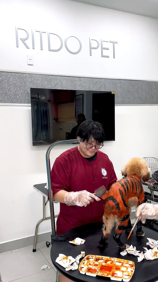 [🆕🇻🇳] RITDO PET – Spa Cắt Tỉa Lông Thú Cưng & Đào tạo Grooming Đà Nẵng 🐶🦜 Top1Pets 🐱🐠  Boss thay đổi diện mạo mới!
Khi làm chó quá lâu rồi thì phải hóa thân để đổi vibe thôi
Khi shop hỏi: “Anh muốn nhuộm phong cách gì ạ , shares-0✔️ , likes-1❤️️ , date-2025-09-10 18:00:59🐶🐱🇻🇳🇻🇳🇻🇳📰🆕