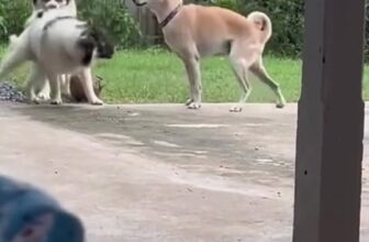 [🆕🇻🇳] Thú.Y Quỳnh Anh – Bán sỉ lẻ các loại vật tư, trang thiết bị, thuốc thú y 🐶🦜 Top1Pets 🐱🐠 Đề máy hơi lâu chút , shares-0✔️ , likes-1❤️️ , date-2025-09-09 21:55:17🐶🐱🇻🇳🇻🇳🇻🇳📰🆕