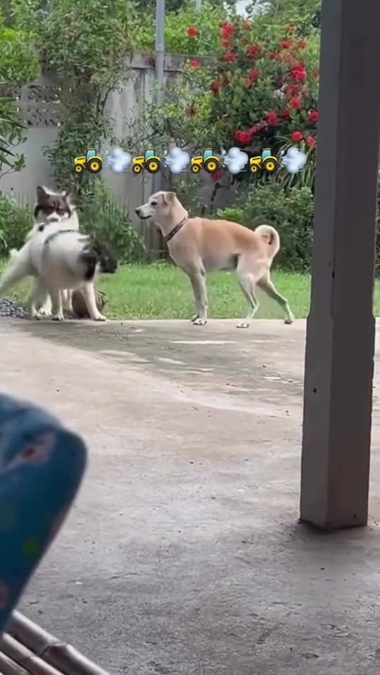 [🆕🇻🇳] Thú.Y Quỳnh Anh – Bán sỉ lẻ các loại vật tư, trang thiết bị, thuốc thú y 🐶🦜 Top1Pets 🐱🐠 Đề máy hơi lâu chút , shares-0✔️ , likes-1❤️️ , date-2025-09-09 21:55:17🐶🐱🇻🇳🇻🇳🇻🇳📰🆕