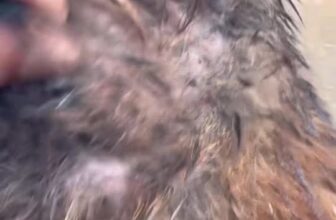 [🆕🇻🇳] Đại lý thuốc thú y Đức Thành 🐶🦜 Top1Pets 🐱🐠 Cách sử dụng thuốc trị ve, rận, bọ nấm ghẻ cho chó mèo tận gốc. Tác dụng nhanh hiệu quả, an toàn tuyệt đối . , shares-0✔️ , likes-3❤️️ , date-2025-09-06 20:24:26🐶🐱🇻🇳🇻🇳🇻🇳📰🆕