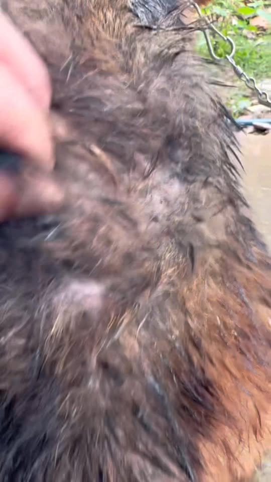 [🆕🇻🇳] Đại lý thuốc thú y Đức Thành 🐶🦜 Top1Pets 🐱🐠 Cách sử dụng thuốc trị ve, rận, bọ nấm ghẻ cho chó mèo tận gốc. Tác dụng nhanh hiệu quả, an toàn tuyệt đối . , shares-0✔️ , likes-3❤️️ , date-2025-09-06 20:24:26🐶🐱🇻🇳🇻🇳🇻🇳📰🆕