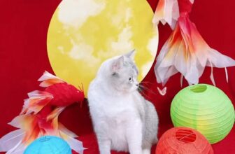 [🆕🇻🇳] Buddy Pets 🐶🦜 Top1Pets 🐱🐠  Moè ai mà cưng dị chèn———✿✿——–
BUDDY PETS
Hotline: 0966 3000 42
Địa chỉ: 358 Nguyễn An Ninh, Kp. Thắng Lợi 1, phường Dĩ An, Tp. HCM (Bình , shares-0✔️ , likes-5❤️️ , date-2025-09-13 16:01:15🐶🐱🇻🇳🇻🇳🇻🇳📰🆕