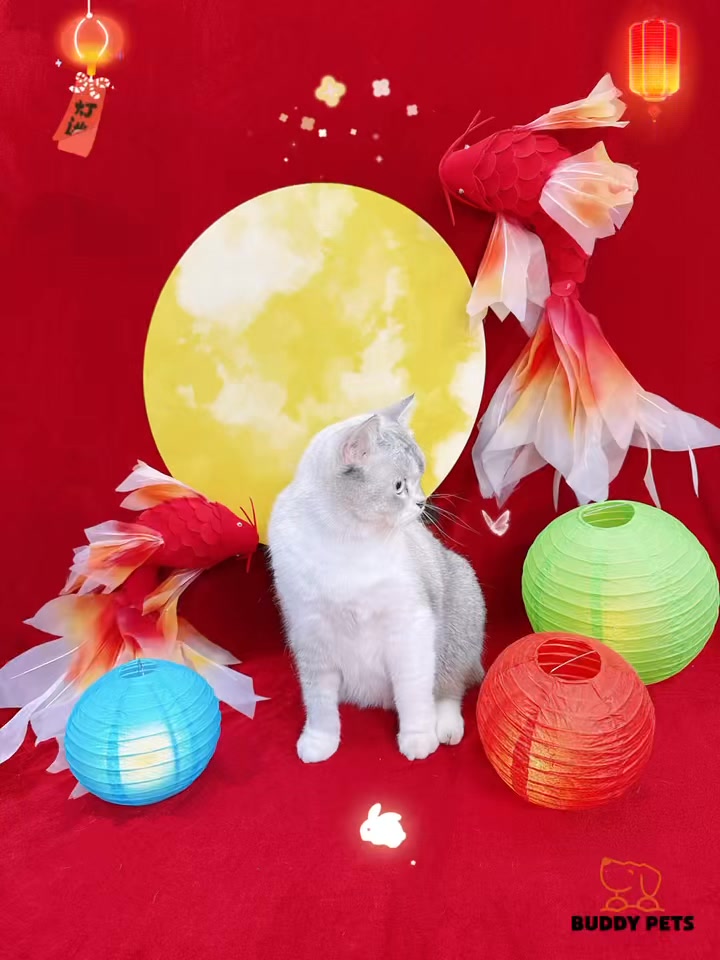 [🆕🇻🇳] Buddy Pets 🐶🦜 Top1Pets 🐱🐠  Moè ai mà cưng dị chèn———✿✿——–
BUDDY PETS
Hotline: 0966 3000 42
Địa chỉ: 358 Nguyễn An Ninh, Kp. Thắng Lợi 1, phường Dĩ An, Tp. HCM (Bình , shares-0✔️ , likes-5❤️️ , date-2025-09-13 16:01:15🐶🐱🇻🇳🇻🇳🇻🇳📰🆕