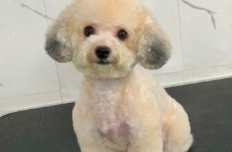 [🆕🇻🇳] Xuka Pet – Tiệm Làm Đẹp Thú Cưng 🐶🦜 Top1Pets 🐱🐠 Em bé Sữa ngoan xinh iu zô cùng  , shares-0✔️ , likes-8❤️️ , date-2025-09-05 15:38:52🐶🐱🇻🇳🇻🇳🇻🇳📰🆕