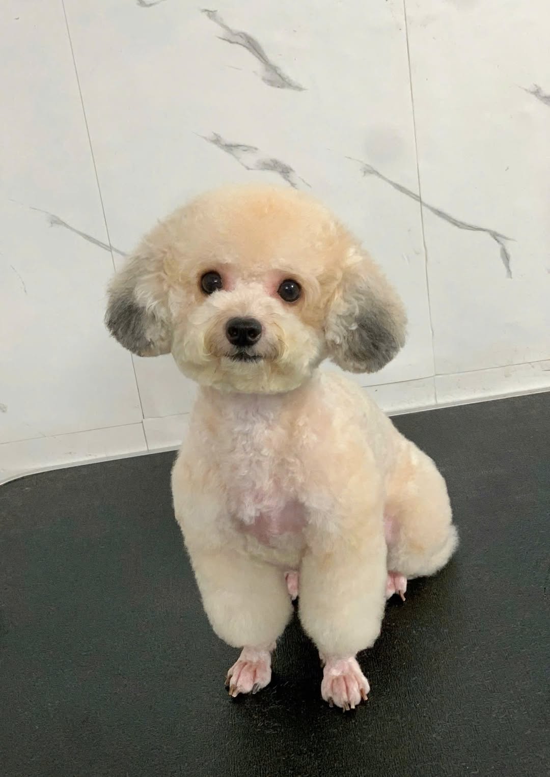 [🆕🇻🇳] Xuka Pet – Tiệm Làm Đẹp Thú Cưng 🐶🦜 Top1Pets 🐱🐠 Em bé Sữa ngoan xinh iu zô cùng  , shares-0✔️ , likes-8❤️️ , date-2025-09-05 15:38:52🐶🐱🇻🇳🇻🇳🇻🇳📰🆕