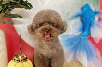[🆕🇻🇳] YORSI – Pet Grooming 🐶🦜 Top1Pets 🐱🐠 Trung thu có iem bé đi làm spa nòTụi mình không chỉ là tiệm spa, tụi mình là nơi boss được yêu chiều như “hoàng thượng”!
Từ tắm – cắt tỉa – nhuộm màu siê , shares-0✔️ , likes-0❤️️ , date-2025-09-08 13:52:49🐶🐱🇻🇳🇻🇳🇻🇳📰🆕